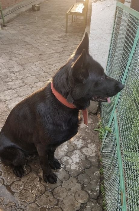 Щенки немецкой овчарки.