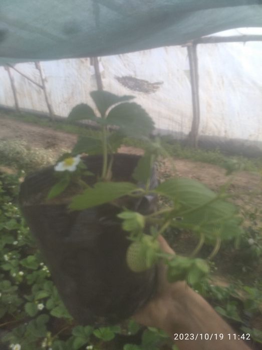 Klubnika Kareyski Solyhang