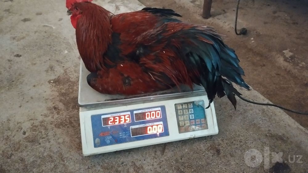 Qoʻra tovuqlar sotiladi