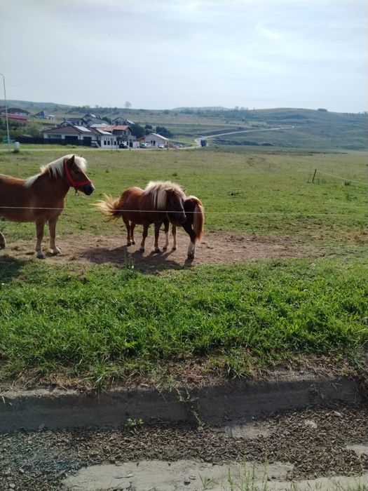Vând ponei blând și sanatos