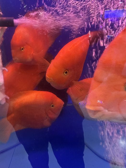 Popugay Baliq Kotta razmer