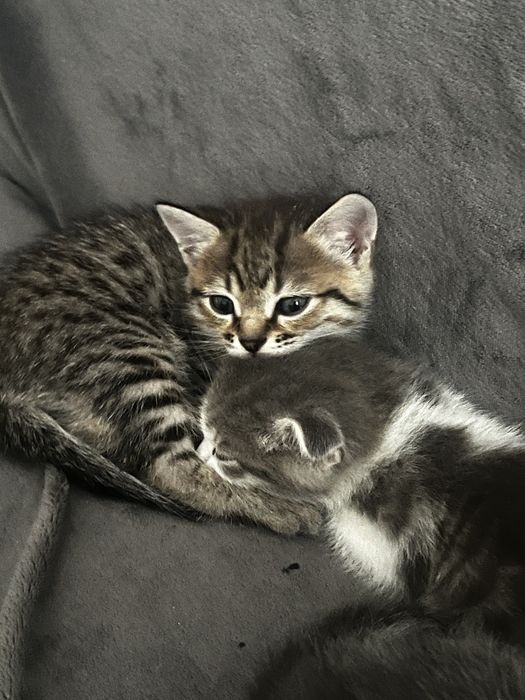 Отдам котиков в добрые руки!
