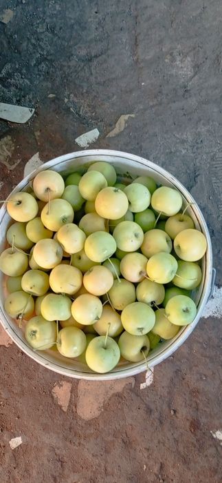 Продам яблочки Уралка.
