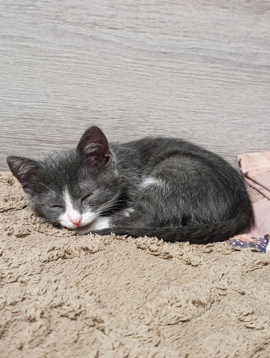 Котёночек в добрые руки