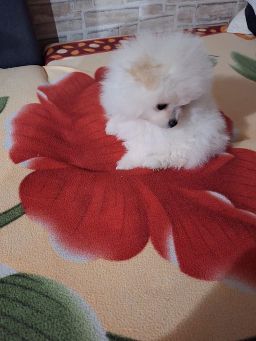Pomeranian baietel alb