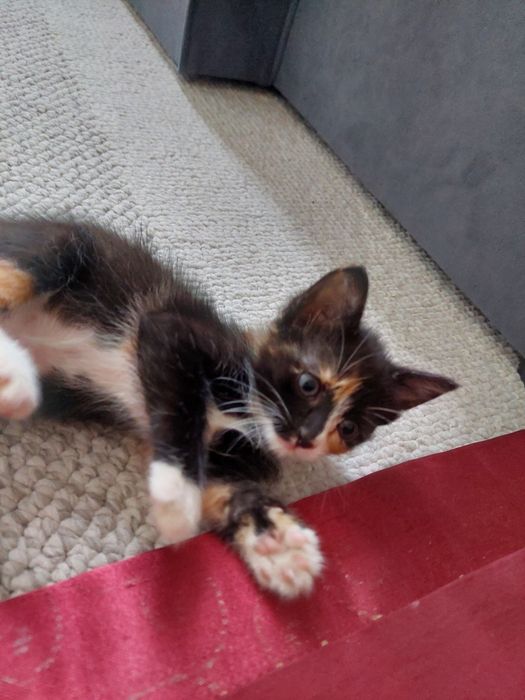 Котенок домашний