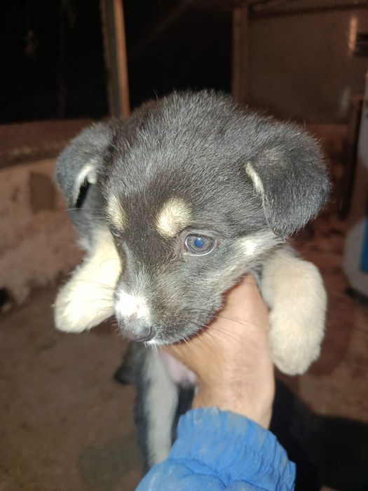 Щенки немецкой овчарки