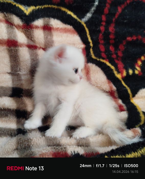 Продаётся чистокровная шиншилла