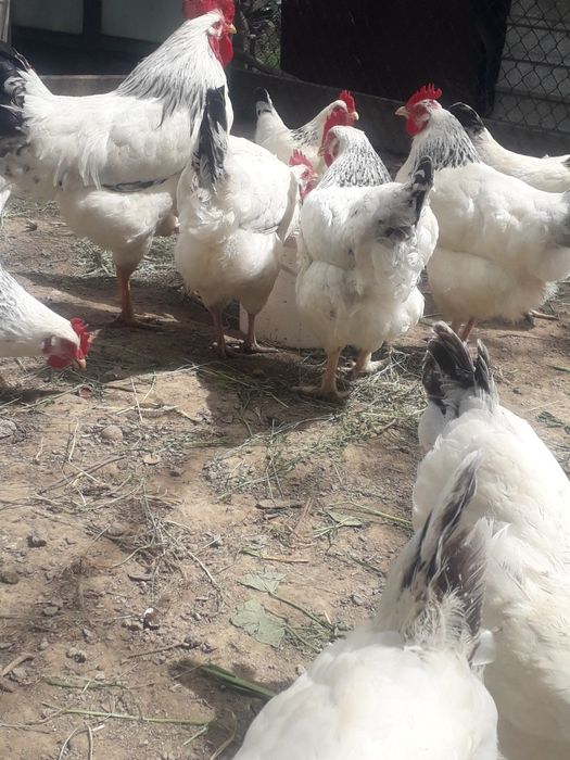 Куры породы адлер