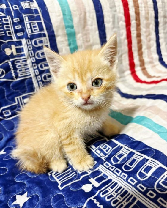 Котятки ищут любящий дом )