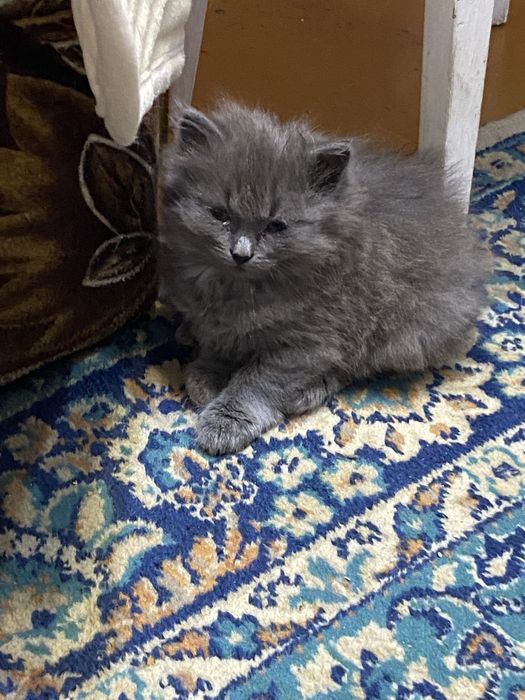 Британский кошечка