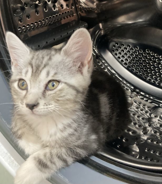 Котенок помесь с шотладской