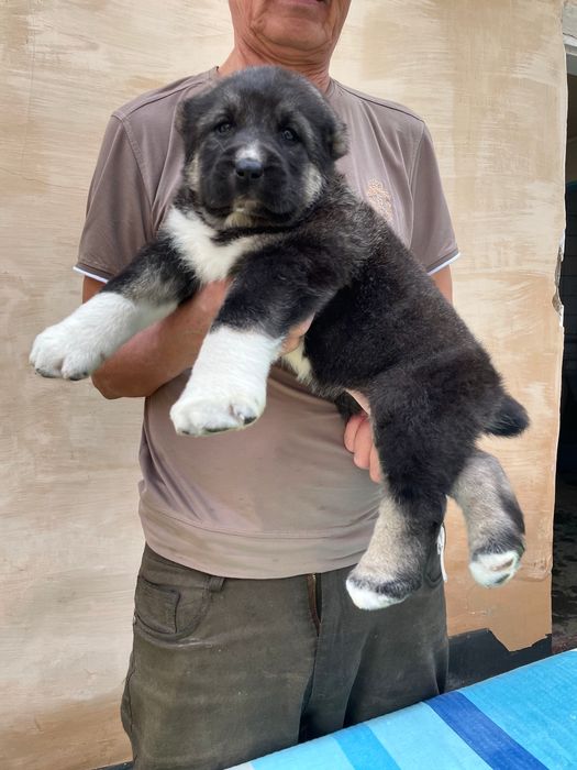 Щенок Алабая ( супер Гигант ) девочка