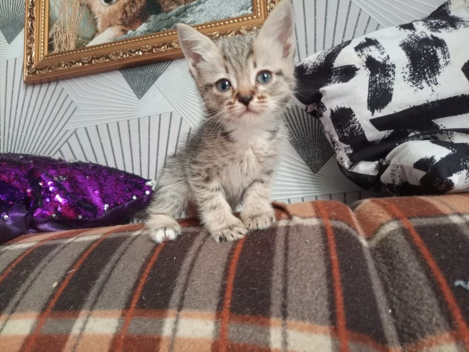 Одам котёнка в добрые руки мальчик
