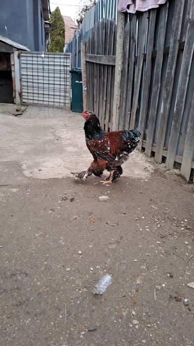 Brahma cauta casa noua