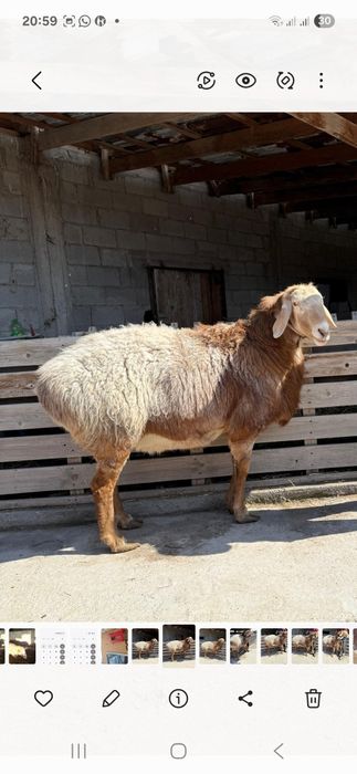 Продам Арашан Кашкар