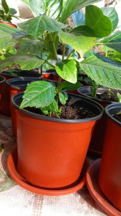 Ficus,trandafir japonez,hortensii