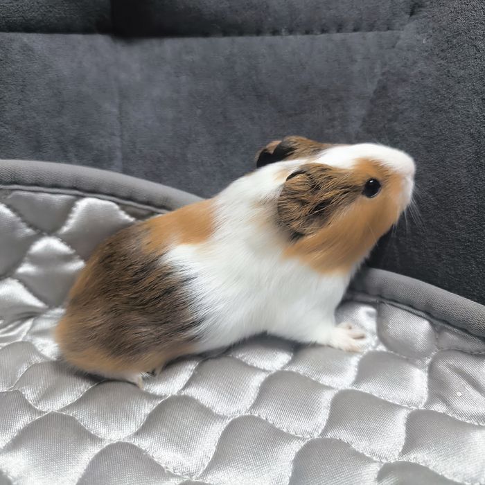 Морские свинки маленькие