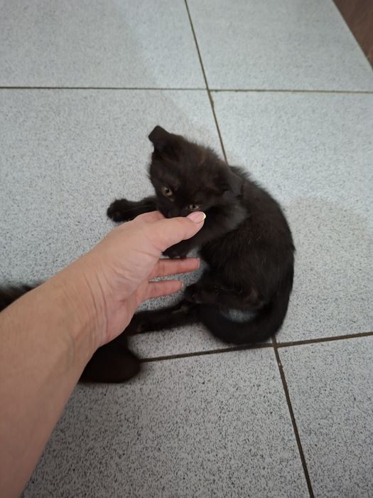 Котёнки чёрного цвета