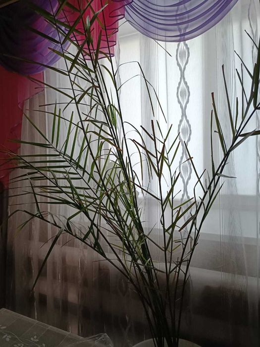 Продам комнатные цветы