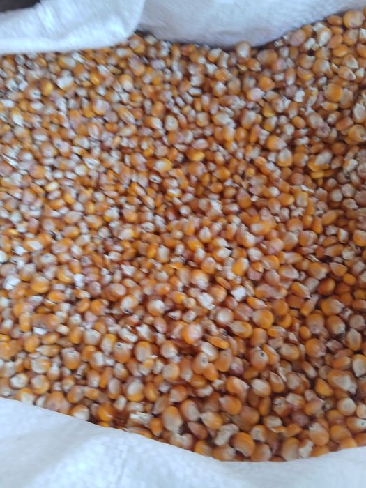 Grăunțe de mămăligă și grâu