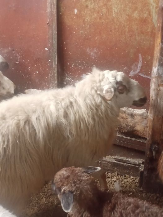 Продается племенной кошкар