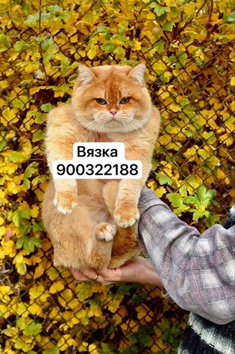 ВЯЗКА!!! Шиншилла Британский кот, ny12