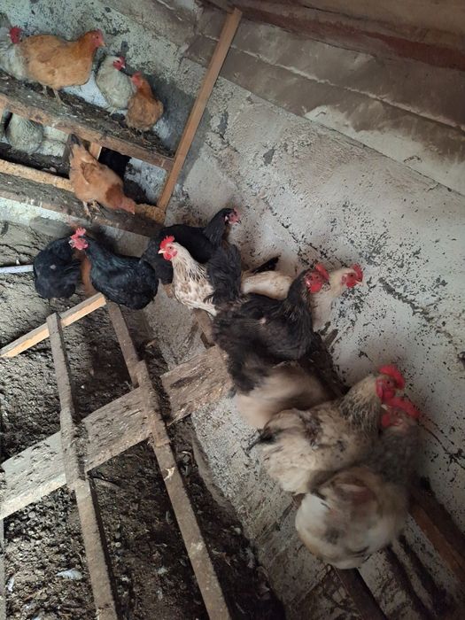 Продам домашних курей