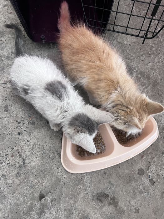 котята мальчики отдам в хорошие руки