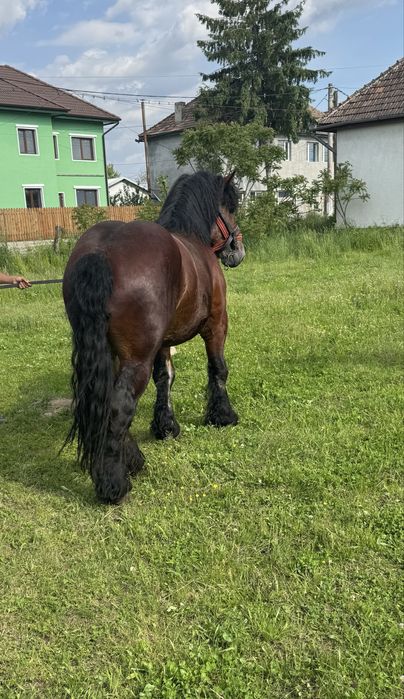 Un armasar ardenez de 2 ani