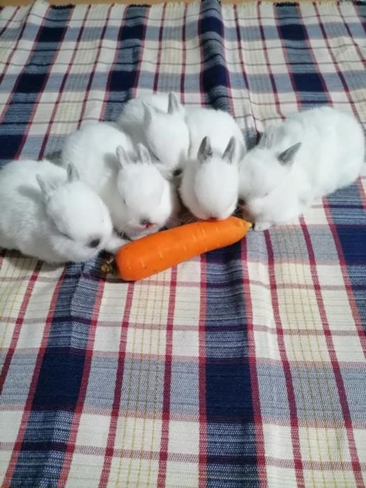 Vând iepuri REX PITICI