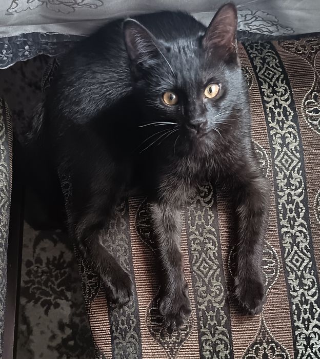 Срочно отдаю котёнка