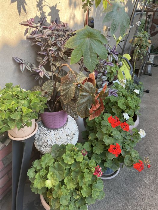 Продам комнвтные цветы