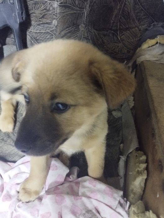 Отдам кутят девочки