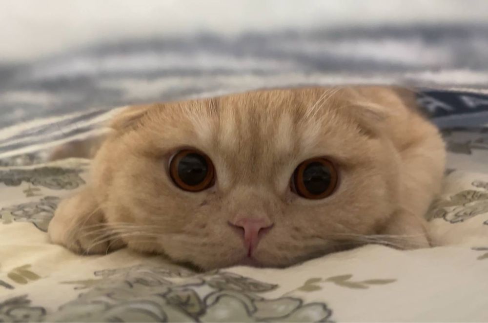 Зотли Скотиш фолд нарсалари бн сотилади