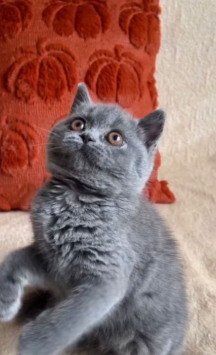 British Shorthair Blue
