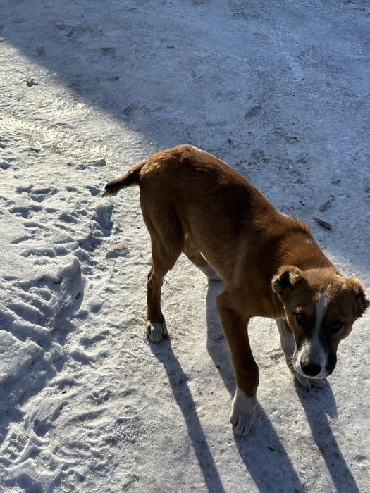 Алабай щенок [тобет]