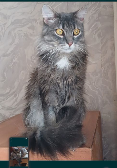 Кошка.                   .