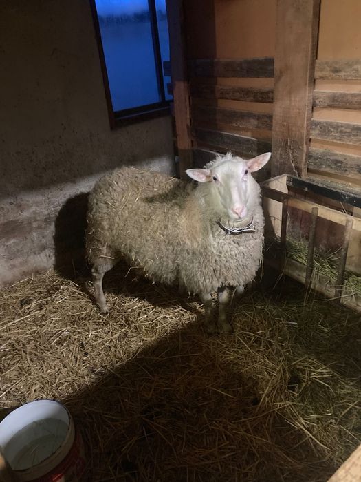 8 заплодени дзвиски