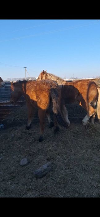 Продам кобылок полутяжи.
