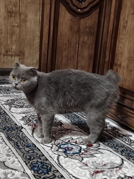 Scottish Fold Srochniy
