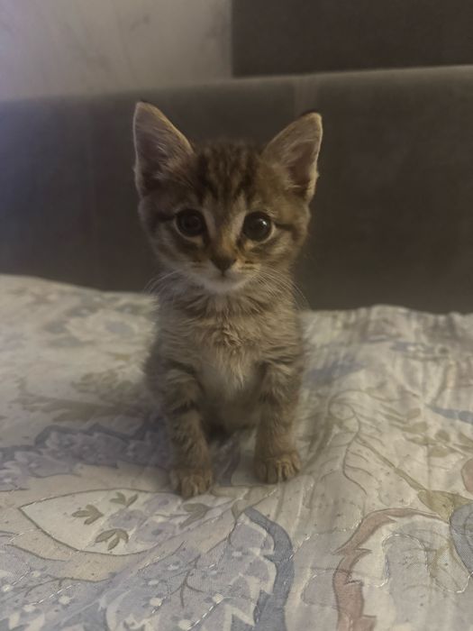 котенок девочка ищет дом