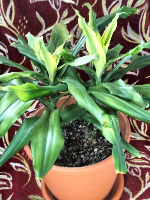 Драцена  красивая