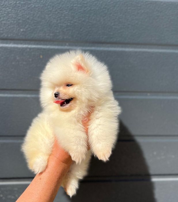 Fetita Pomeranian