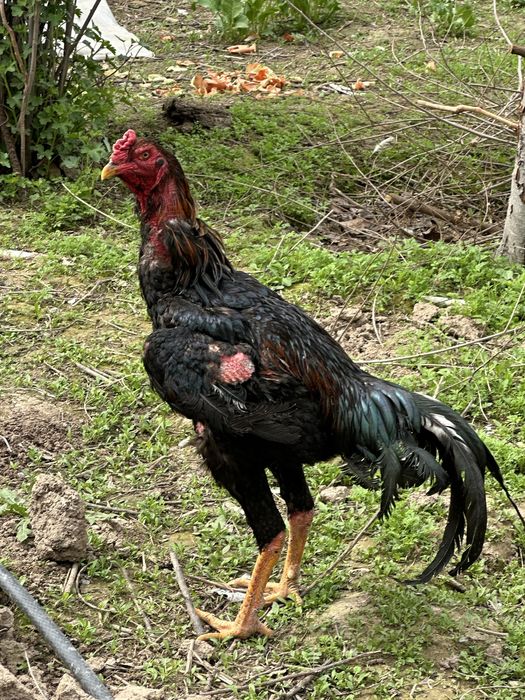 Boboqi xoroz  11 oylik