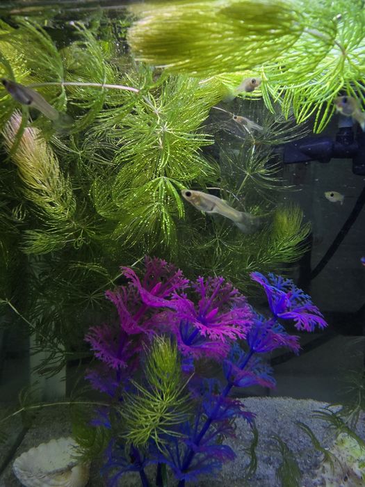 Рыбки для аквариума ГУППИ