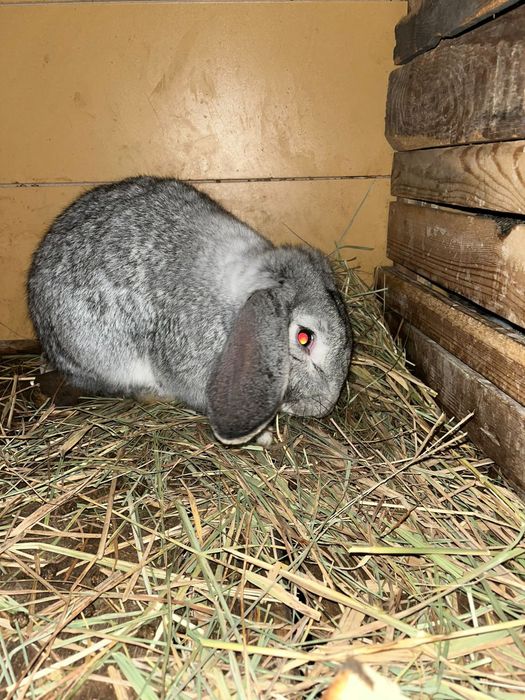 Продам рабочего крола