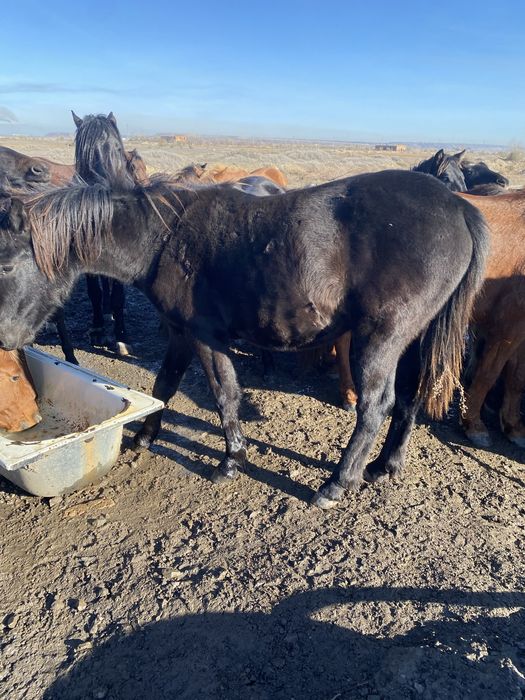 Продам полтарашек тай