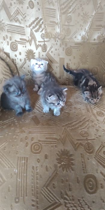 Вязка шотландский кот