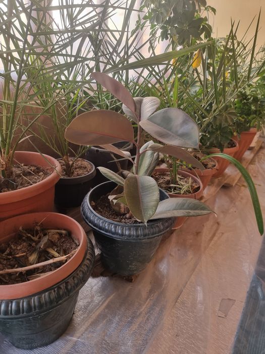 Qora shaxzoda guli 10 bargli chiroyli va sifatli